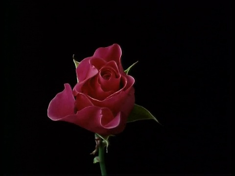 T/L花，深粉红色花盛开，英国视频素材