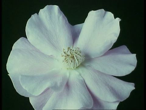 T/L花，深粉色玫瑰盛开然后死去，英国视频素材