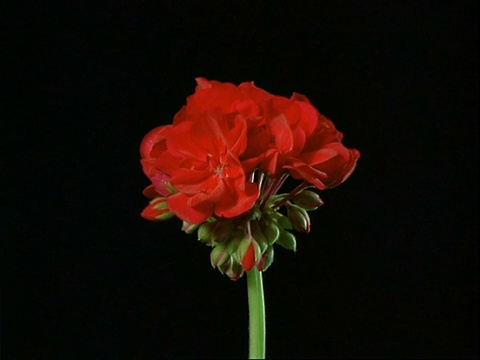 T/L - MCU花蕾打开红色的天竺葵花，然后枯萎，黑色的背景视频下载