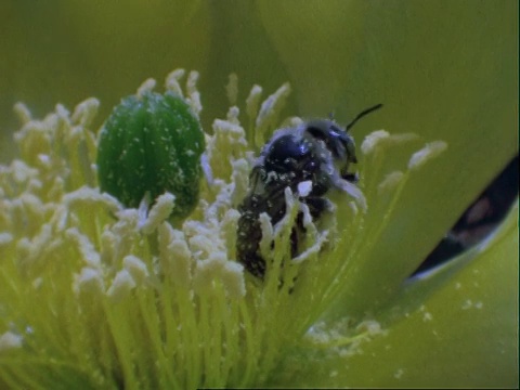 采集黄花花粉的蜜蜂，美国视频下载