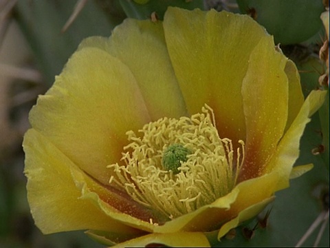 在美国采集仙人掌花粉的蜜蜂飞走了视频素材