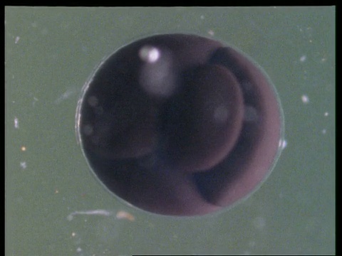 显微镜下观察蛙卵细胞分裂视频素材