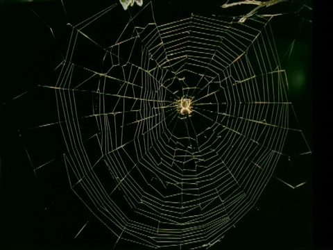 MS time lapse花园蜘蛛，Araneus diadematus，织圆网视频素材