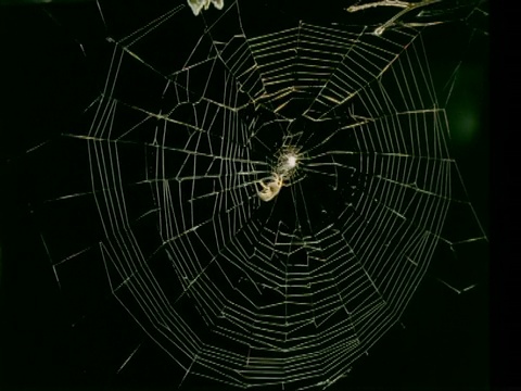 MS time lapse花园蜘蛛，Araneus diadematus，织圆网视频素材