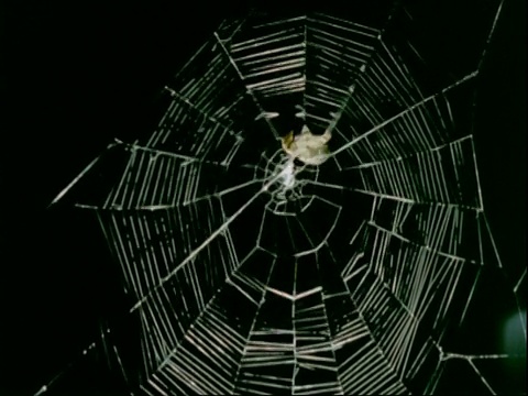 花园蜘蛛(Araneus diadematus)织圆网视频素材