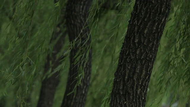 柳树的树枝在风中移动/中国视频素材