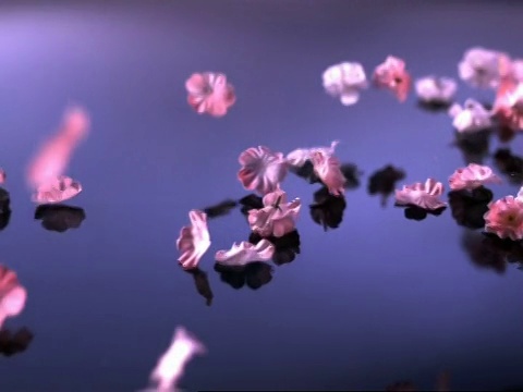 MS慢镜头樱花落在闪亮的表面视频下载