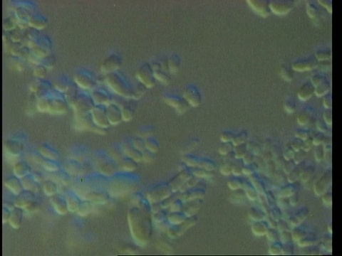 细菌CU显微镜图，时间推移视频素材