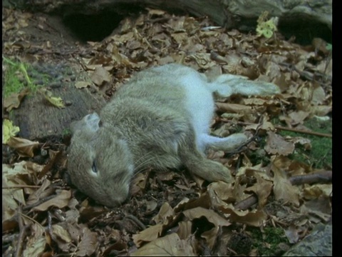 T/L兔腐烂，自然背景，分解视频素材