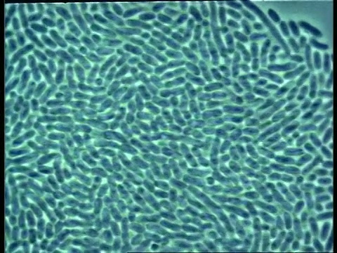 T/L -细菌繁殖的显微镜视图视频素材