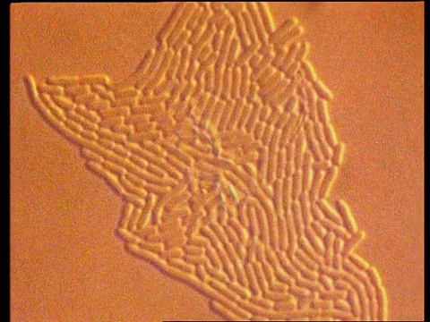 大肠杆菌增殖的CU显微镜图，时间推移视频素材