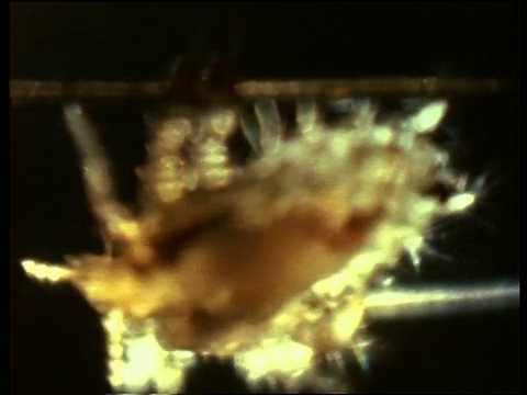 英国，黑色背景下的蟹虱视频素材