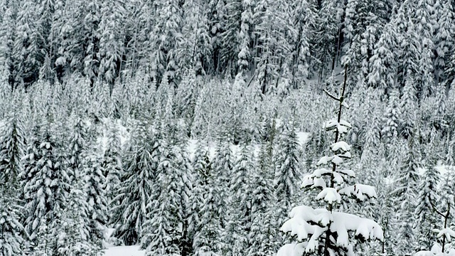 MS TD SLO MO在加拿大BC省Squamish山区的树上下雪视频下载
