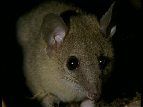CU灰色短尾负鼠脸，望着相机，在洞穴中视频下载