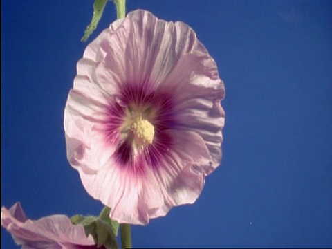 粉红色的蜀葵花在英国开放视频素材