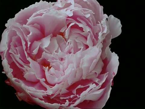 T/L粉红色和白色的牡丹开放，黑色的背景视频下载