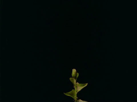 MS T/L蕨类植物由下往上生长，一个茎上有三角形叶片，黑色背景视频素材