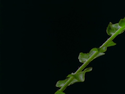 CU T/L蕨类植物从框架的底部到顶部向上生长，一个茎上有三角形叶片，侧面图，黑色背景视频素材