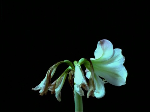 旋转的T/L粉红色和白色的花从紧的蓓蕾，然后死亡，黑色的背景，低框视频下载