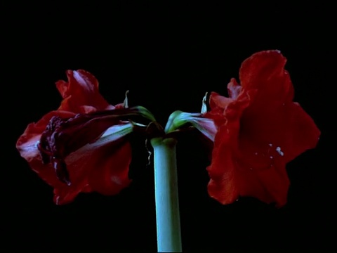 旋转T/L红色花从紧的蓓蕾，然后死亡，黑色的背景视频下载