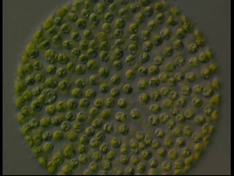 静止团藻的显微镜视图视频下载