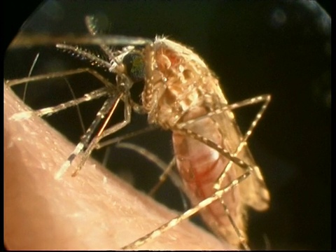 按蚊(cuopheles stephensi)进食后从人的手臂中取出口器视频素材