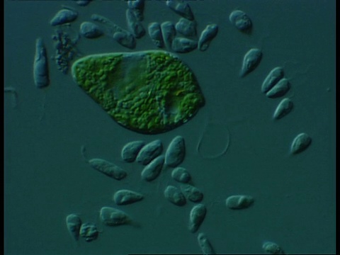 毛鞭毛虫和绿藻属(绿藻属由于具有移动和光合作用的能力而被归类为动物和藻类)的显微镜观察差异干扰对比视频下载