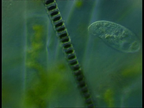 背景中的纤毛虫和丝状藻类的显微镜视图视频下载