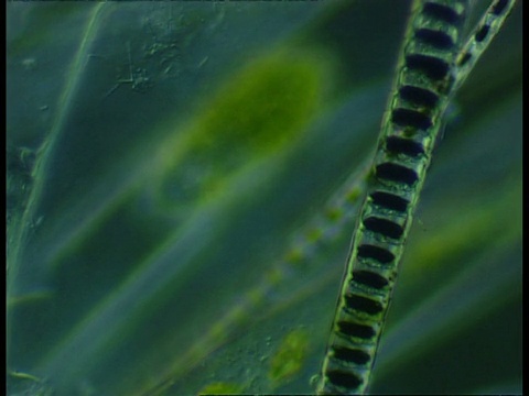 丝状藻类的显微镜视图视频下载