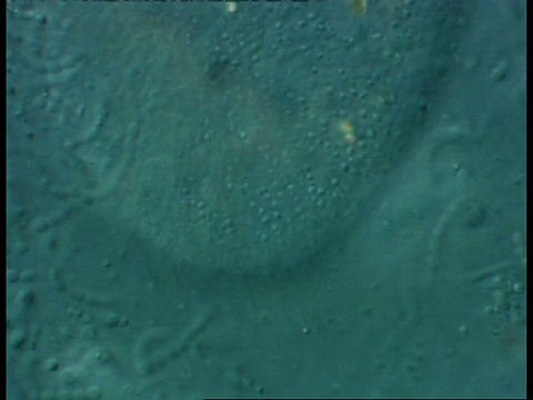 淡水农场池样本中细菌和纤毛虫原生动物的ECU显微镜图视频下载