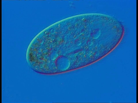 纤毛虫原生动物的CU显微镜图，蓝色背景视频下载