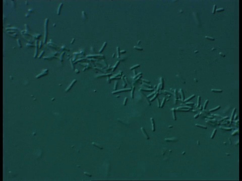 农家池塘腐烂小鼠杆状细菌CU显微镜观察视频下载