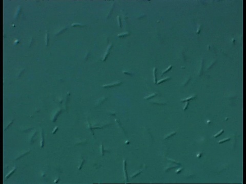 淡水养殖场池塘细菌的CU显微图视频素材