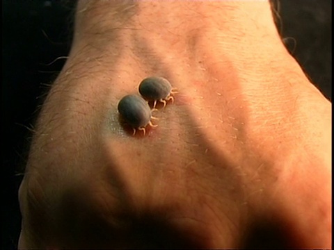 寄生虫/媒介-非洲蜱，人类皮肤上的2只蜱视频素材