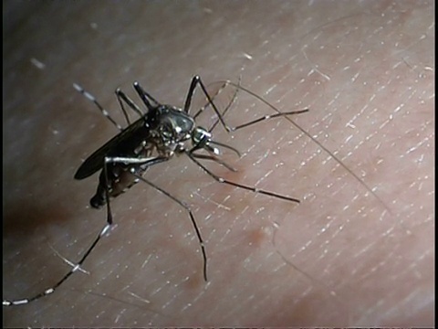 蚊子(埃及伊蚊)-在人类皮肤上吸血的MCU蚊子，吸血鬼。埃及伊蚊传播黄热病、登革热、基孔肯雅热和其他疾病。视频素材
