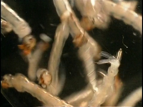 蚊子(埃及伊蚊)-一群游动的白色幼虫。埃及伊蚊传播黄热病、登革热、基孔肯雅热和其他疾病。视频素材