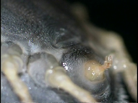 寄生虫/媒介-非洲蜱(鸟背dorus moubata) ECU嘴，腿摆动视频素材