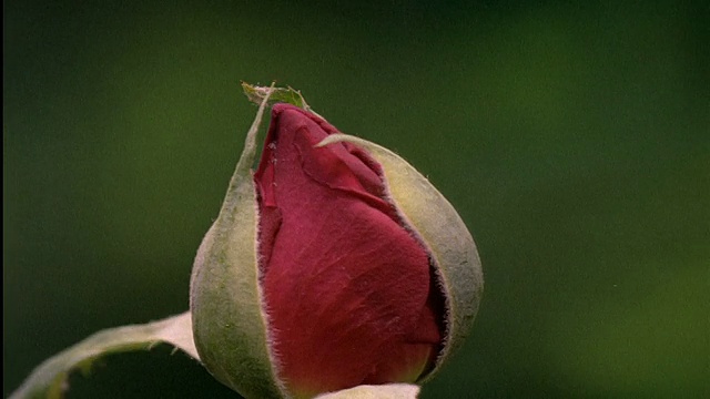 近距离的时光流逝，玫瑰绽放视频素材