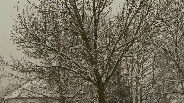 树上覆盖着厚厚的雪，英国视频素材