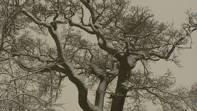 白雪覆盖的树木，英国视频素材