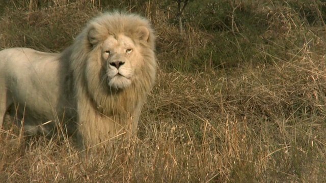 雄狮在非洲大草原上潜行视频素材