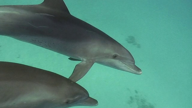 海豚在镜头前游泳[高清]视频素材