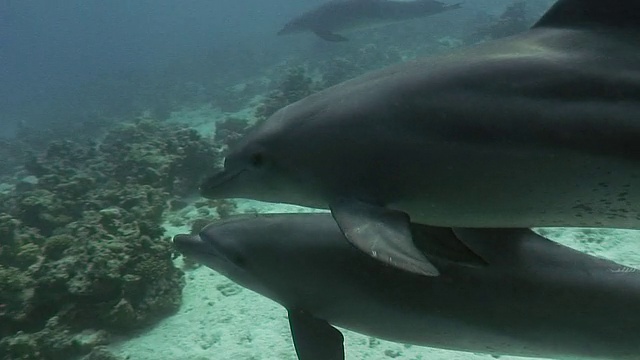 海豚在镜头前游泳[高清]视频素材