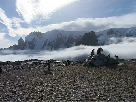佤邦群巴布亚企鹅,跨过巴布亚,休息在岩石地面,阳光云低,山脉背景,南极洲视频下载