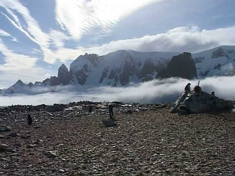 佤邦群巴布亚企鹅,跨过巴布亚,休息在岩石地面,阳光云低,山脉背景,南极洲视频下载