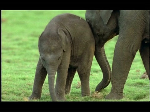 印度纳加拉洞，卡比尼，亚洲象(大象)的幼象在年长的幼象身上摩擦视频素材