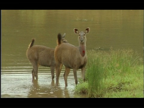Alert Sambar Deer (Cervus unicolor)防御跺脚，Kaitole, Nagarahole国家公园，印度视频下载
