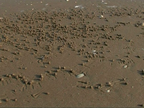 沙球没有沙滩;印度南部滨蟹(滨蟹属)饲养的废料视频下载
