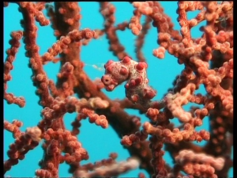 粉红色侏儒海马伪装在粉红色珊瑚上，德拉旺，西里伯斯海，印度尼西亚视频素材