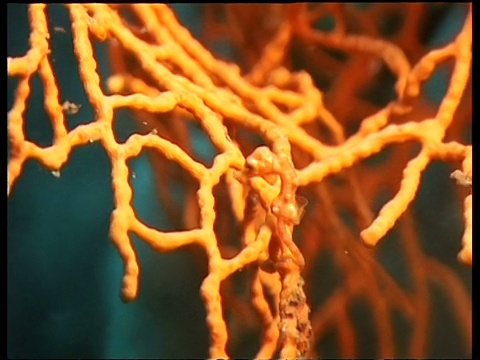 橙色侏儒海马伪装在橙色珊瑚上，漂离，德拉旺，西里伯斯海，印度尼西亚视频下载